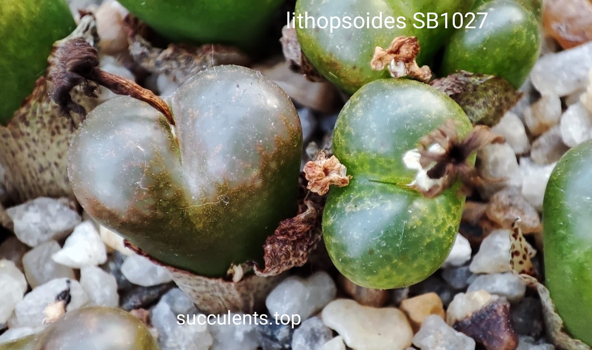 насіння conophytum lithopsoides SB1027 seeds