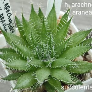 haworthia arachnoidea v. aranea