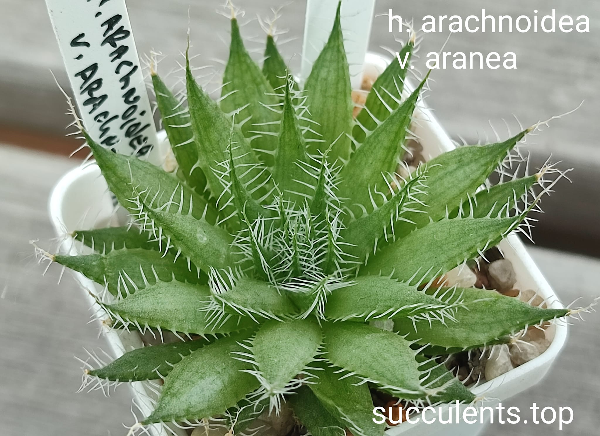 haworthia arachnoidea v. aranea