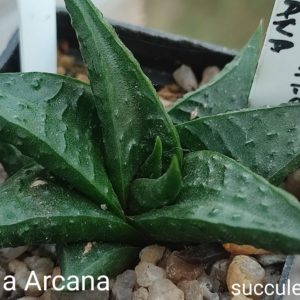 haworthia limifolia arcata