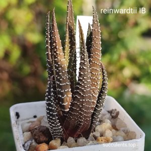 haworthia reinwardtii IB