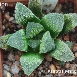 haworthia selection