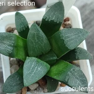haworthia bayeri selection