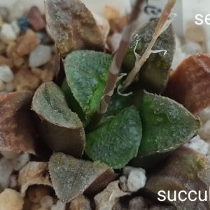 haworthia selection