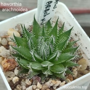 haworthia arachnoidea