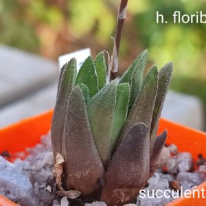 haworthia floribunda