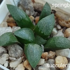 haworthia spr. x haw