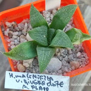 haworthia magnifica Riversdale