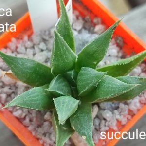 haworthia magnifica acuminata