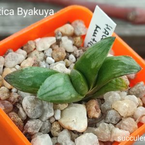 haworthia mutica cv byakuya