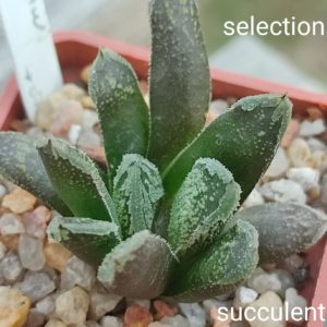 haworthia selection S333