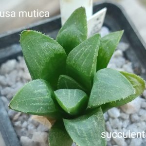 haworthia retusa mutica