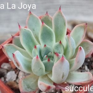 echeveria la joya