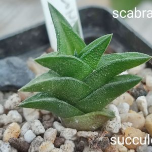 haworthia scabra hybrid
