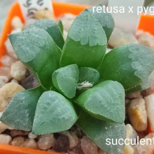 haworthia retusa X PYGMEAE