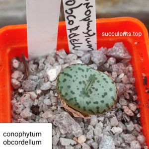 conophytum obcordellum