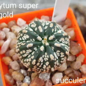 astrophytum super kabuto gold