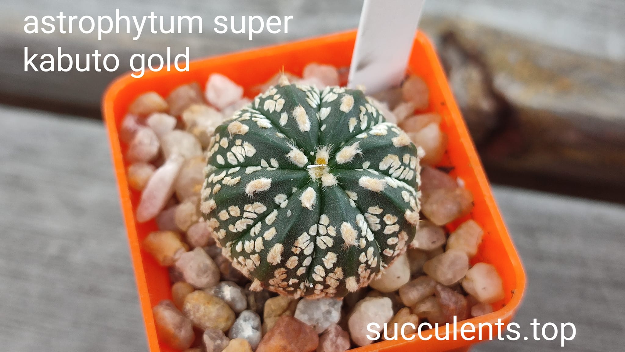 astrophytum super kabuto gold
