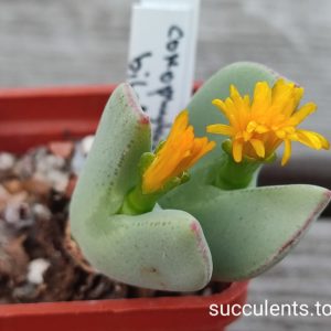 conophytum bilobum