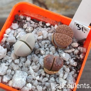 lithops mix 31