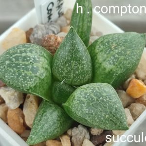 haworthia comptoniana
