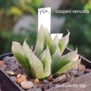 haworthia cooperi venusta