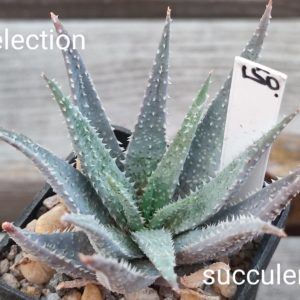 aloe selection