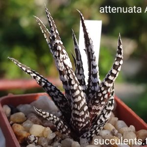 haworthia attenuata alba