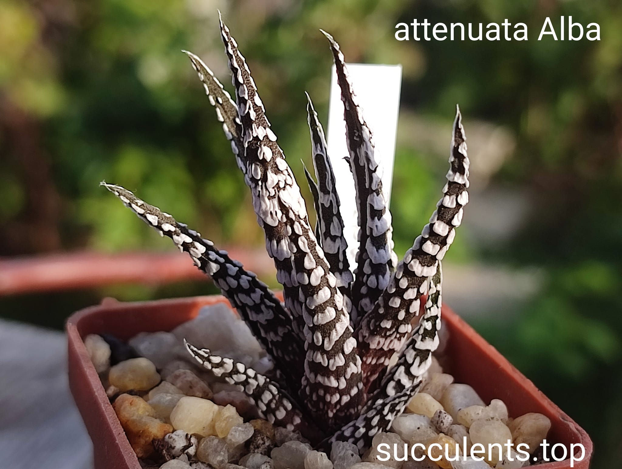 haworthia attenuata alba