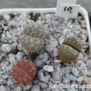 lithops mix 10