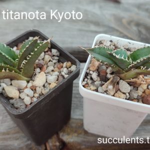 agave titanota Kyoto ціна за одну рослину