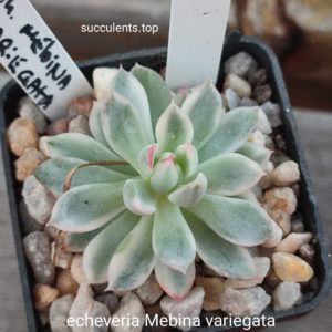 echeveria mebina variegata