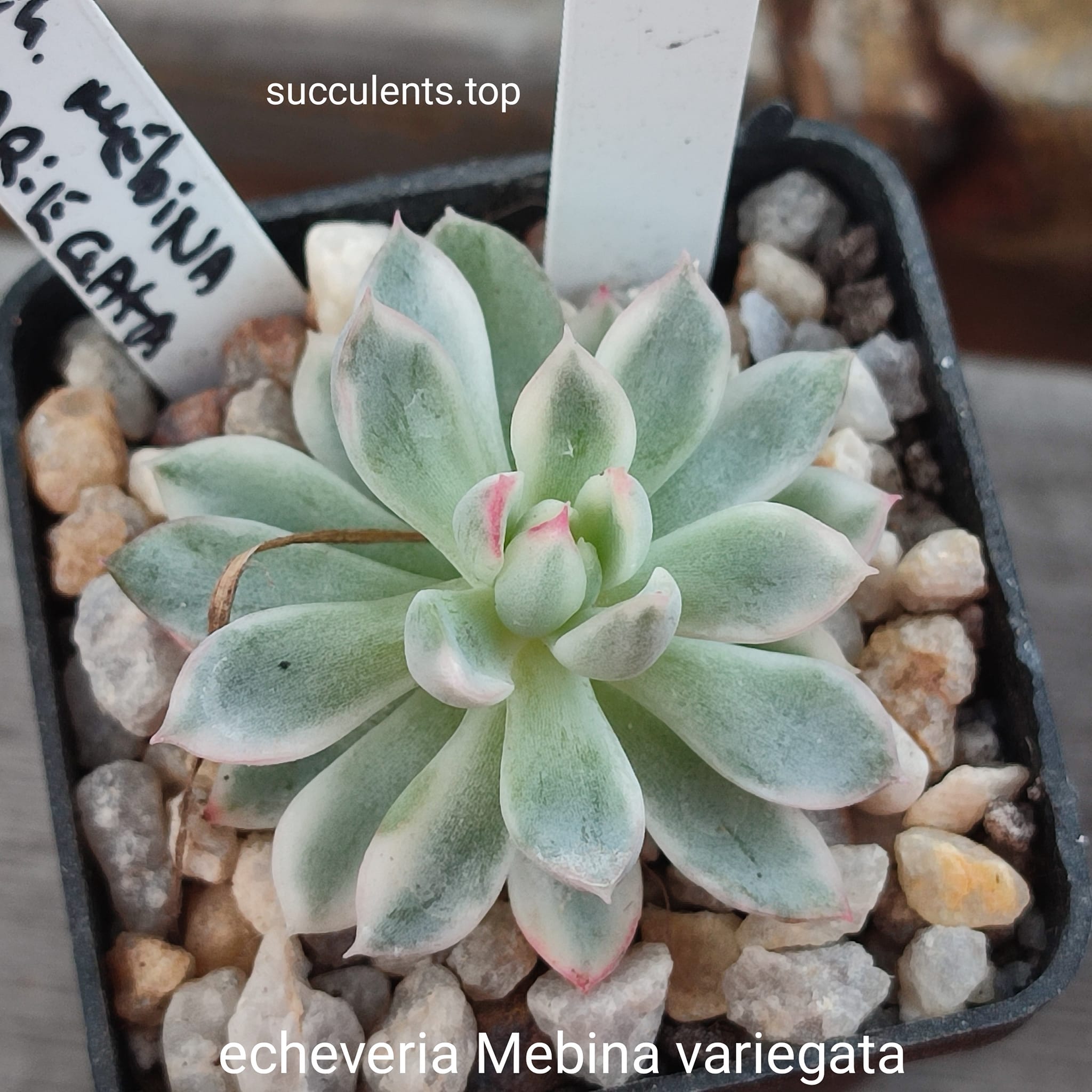echeveria mebina variegata