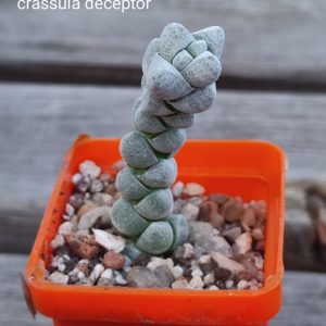 crassula plegmatoides