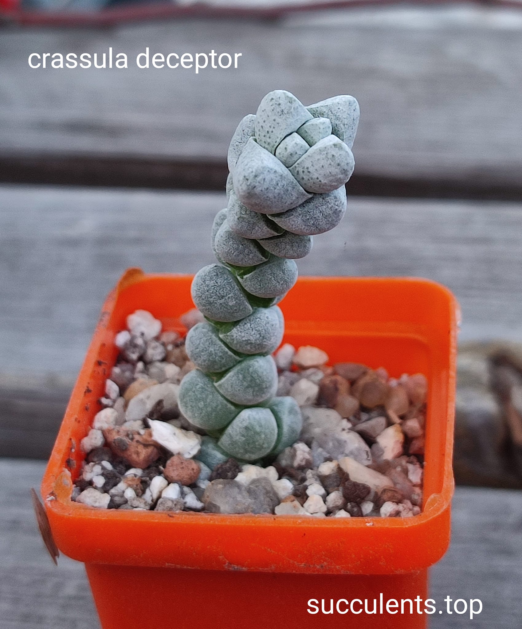 crassula plegmatoides
