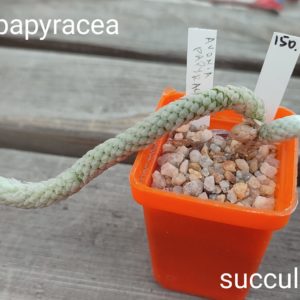 avonia papyracea