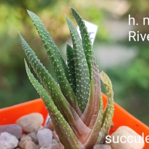 haworthia minima Riversdale