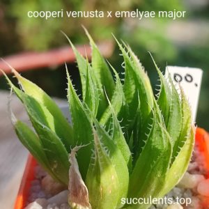 haworthia cooperi venusta x emelyae major x haw