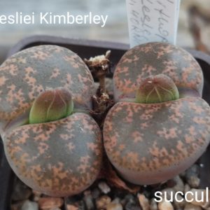 lithops lesliei kimberlei