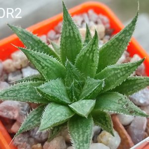 haworthia nor2