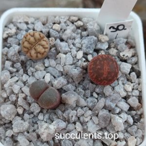 lithops mix 30