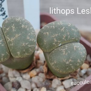 lithops lesliei C30