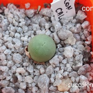 conophytum calculus
