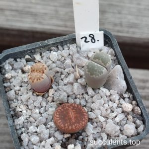 lithops mix 28