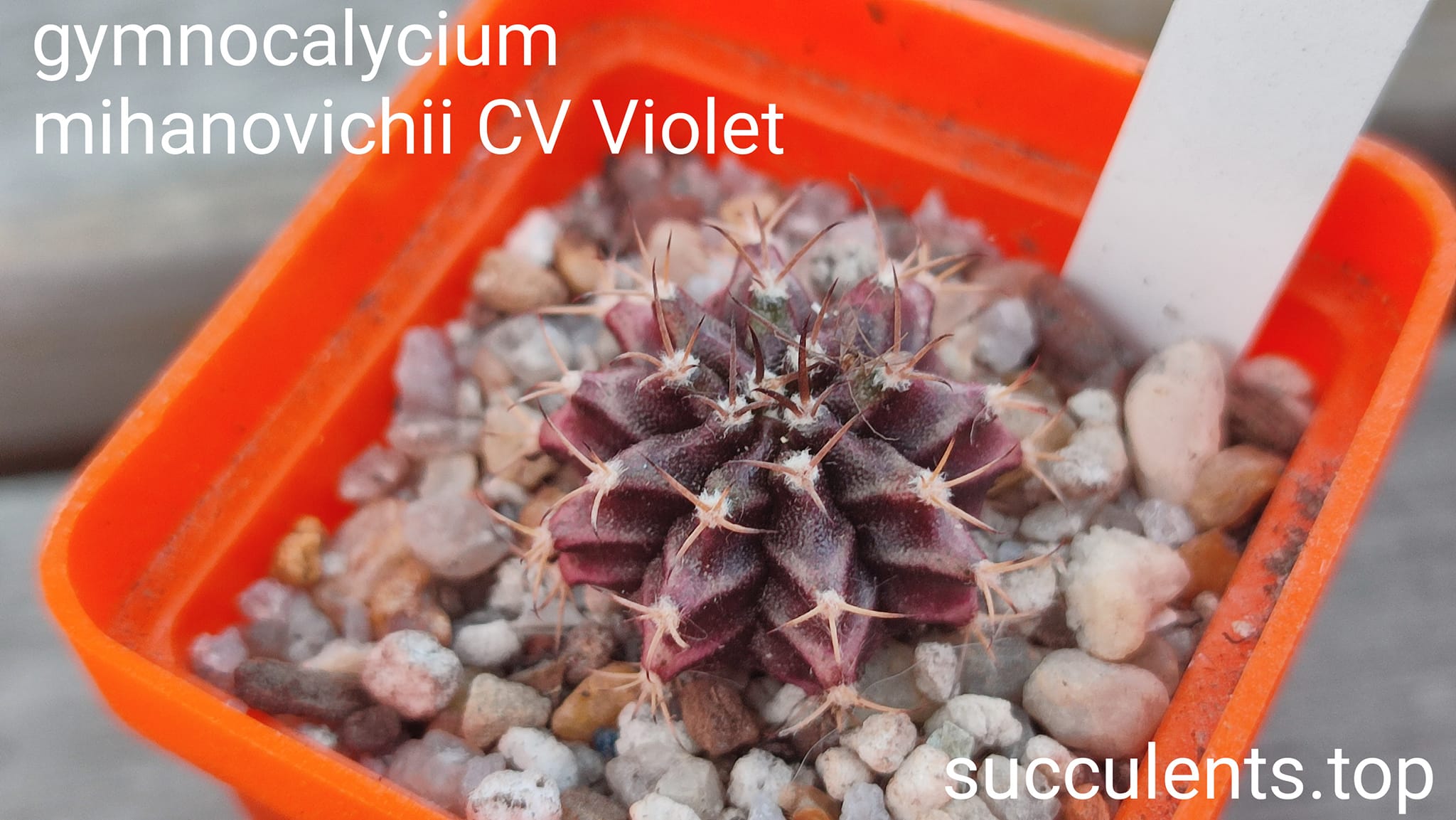 gymnocalycium michanovichii cv violet