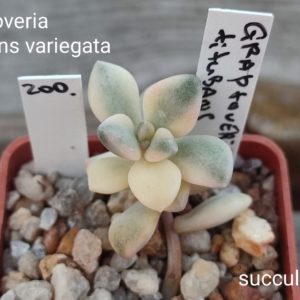 graptoveria titubans variegata