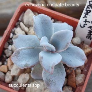 echeveria crispate beauty