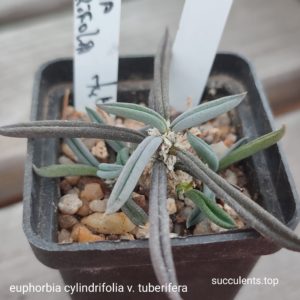 euphorbia cylindrifolia tuberifera