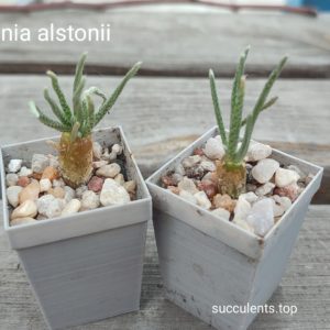 avonia alstonii ціна за одну рослину