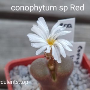 conophytum sp Red